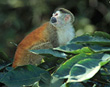 Squirrel Monkey