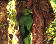 Resplendent Quetzal