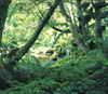 Monteverde Reserve