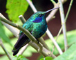 Green Violet-ear