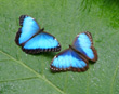 Blue Morpho