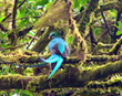Resplendent Quetzal