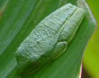 Red-eyed tree frog