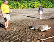 Turtle observation
