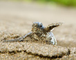 Turtle Hatchling
