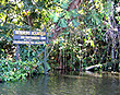 Rainforest Creek Trail