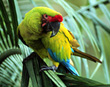 Great Green Macaw