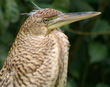 Tiger Heron
