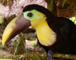 Toucan