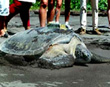 Turtle with GPS