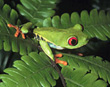 Red Eyed Tree Frog
