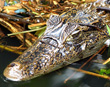 Caiman