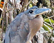 Boat-billed Heron