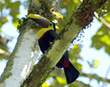 Toucan