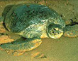 Sea Turtle