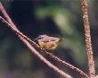 Bananaquit