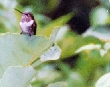 Humming Bird