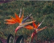 Bird of Paradise
