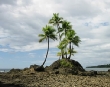Palms