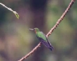 Green-crownd Brilliant