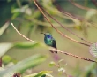 Green Violet Ear
