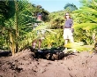 Turtle nest