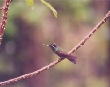 Hummingbird