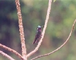 Hummingbird