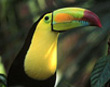 Keel-billed Toucan