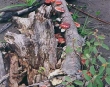 Fungus among us