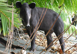 Tortuguero, Corcovado and Monteverde Lodges Costa Rica Expeditiosn