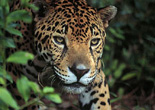 Wildlife and Birding Costa Rica Expeditions