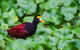 Costa Rica Expeditions