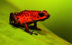Costa Rica Expeditions
