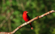 Costa Rica Expeditions