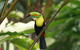 Costa Rica Expeditions