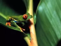 Costa Rica amphibians and frogs