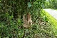 Costa Rica is the land of the sloths