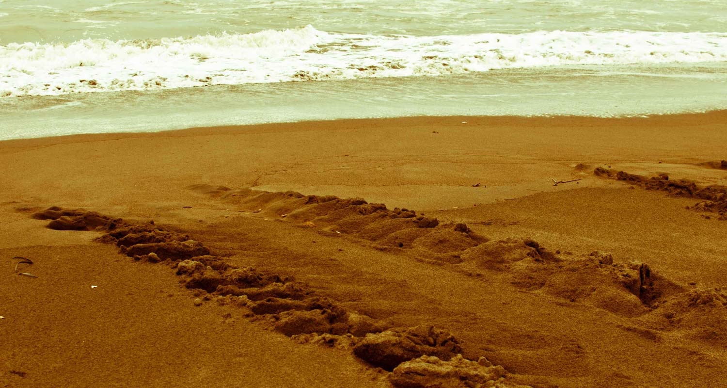 Turtle Nesting tracks