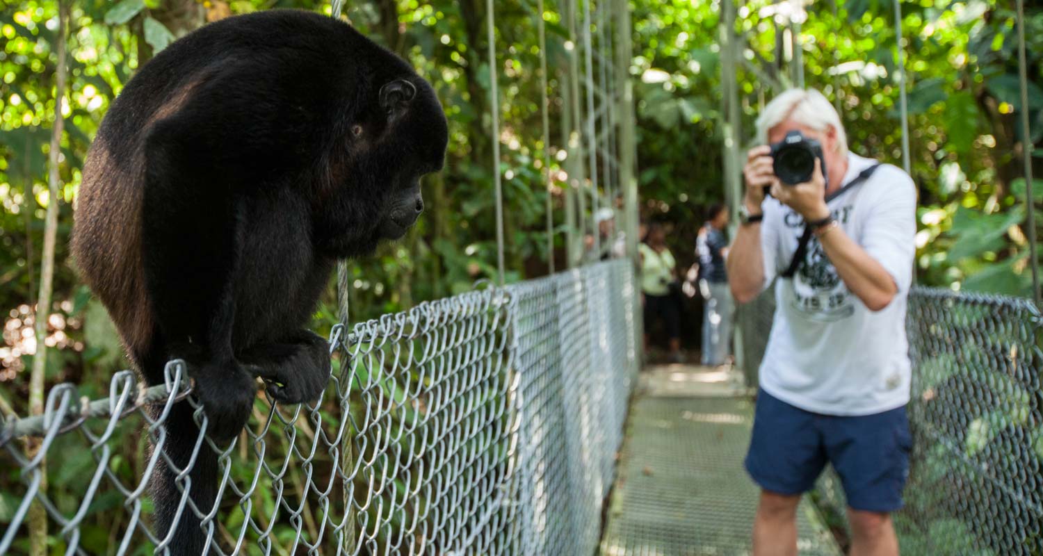 Mantled Howler Monkey at Hanging Bridges