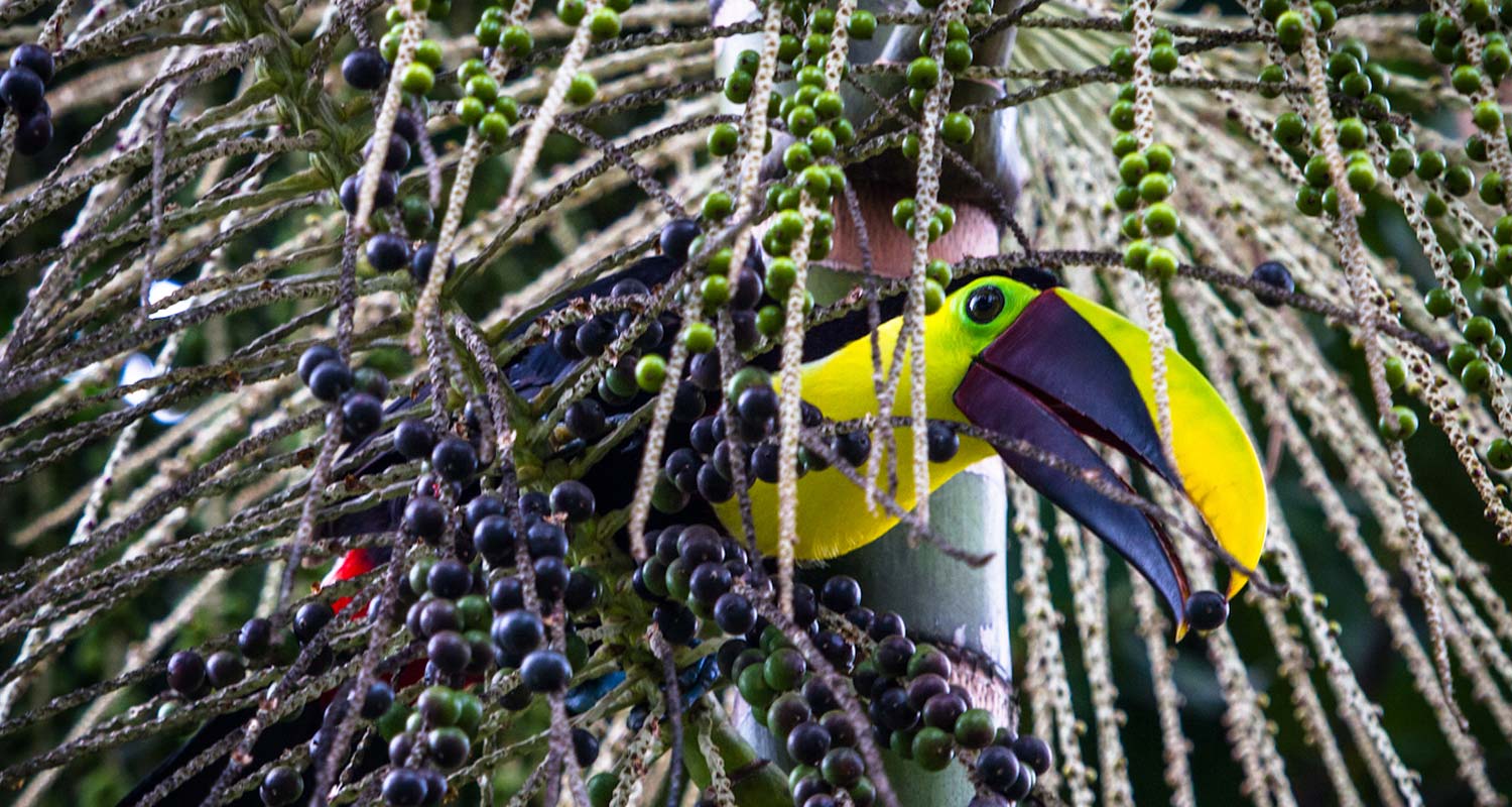 Chestnut mandibled Toucan