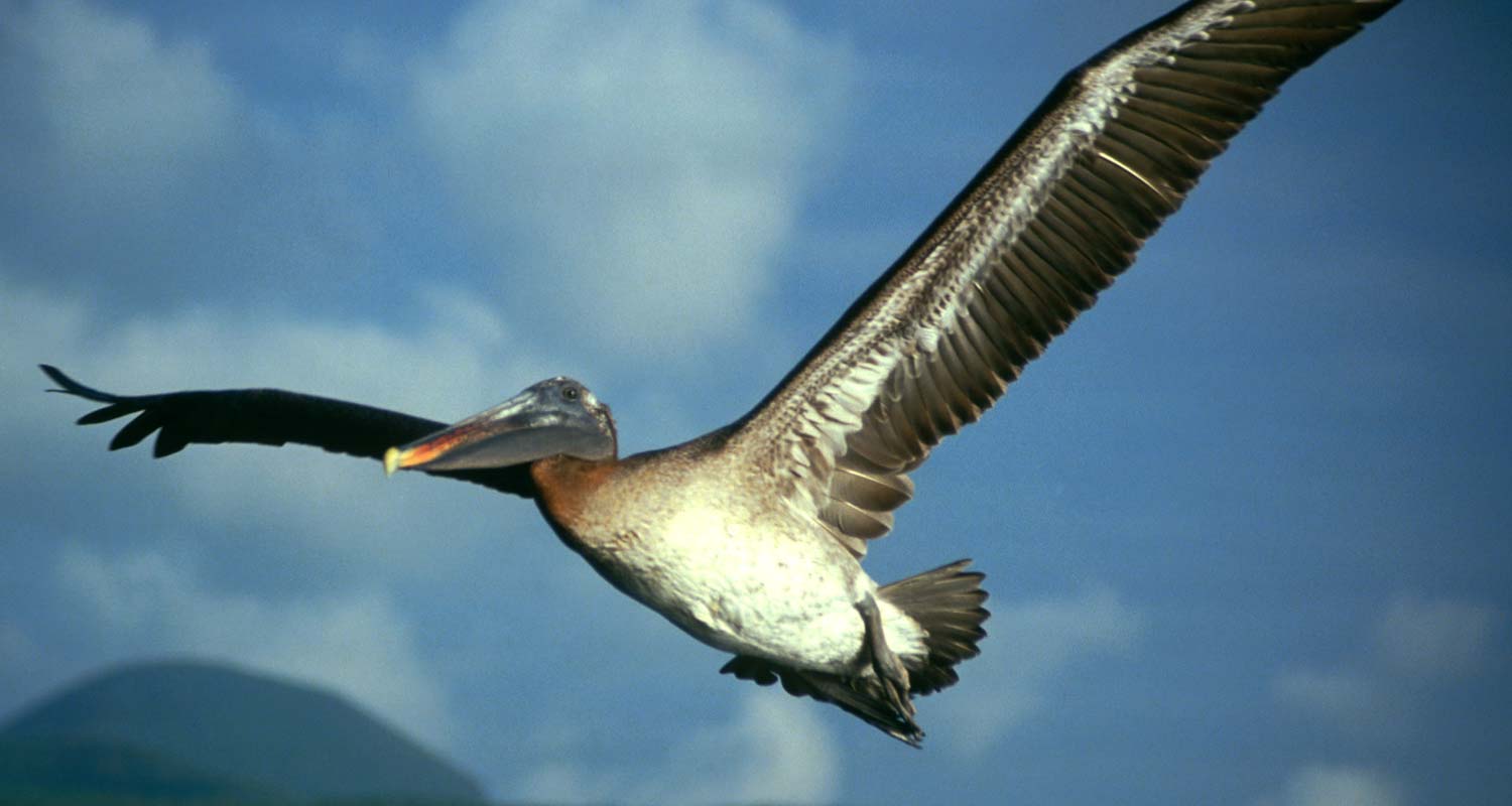 Brown Pelican flight