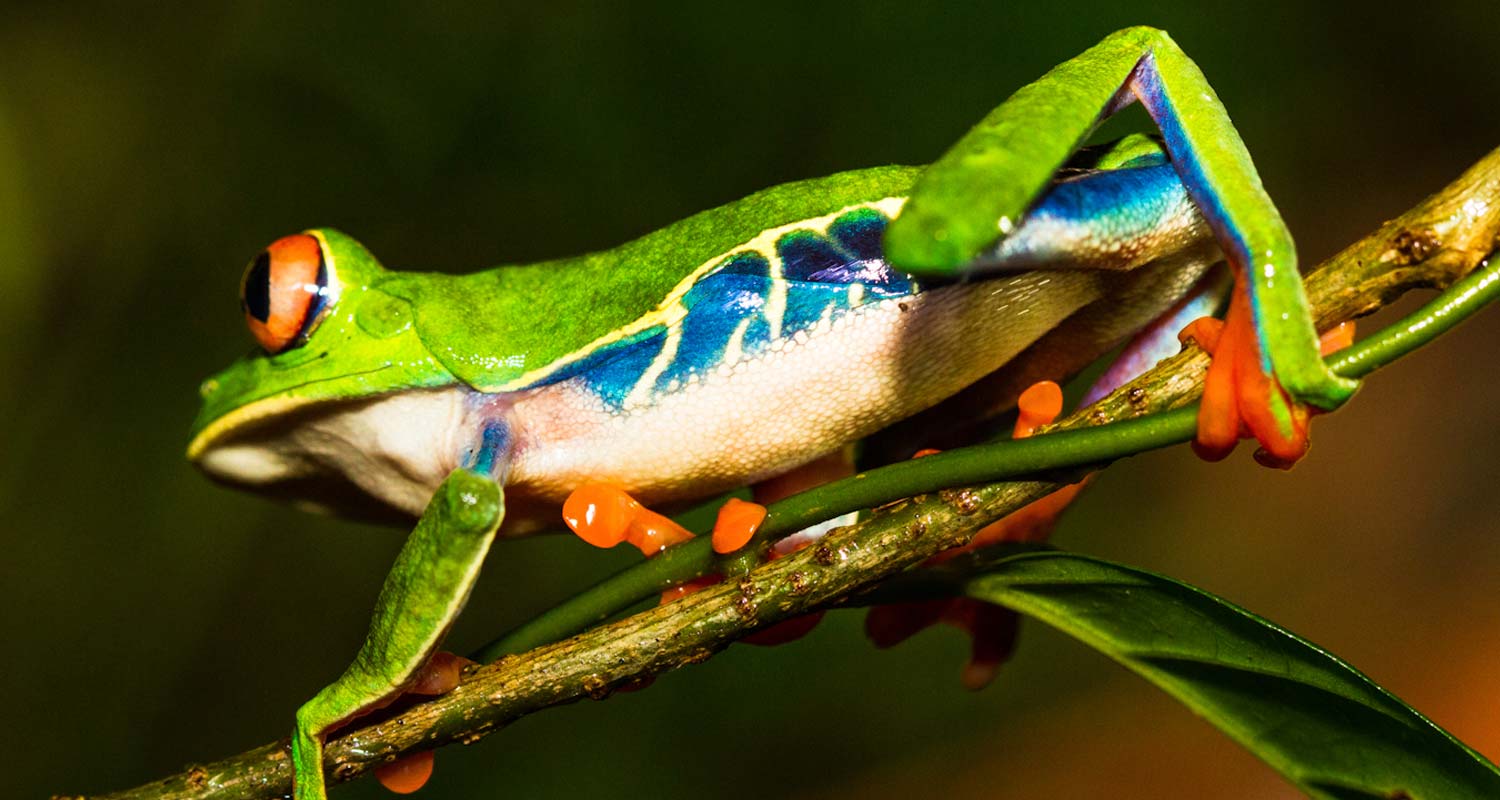 Red eyed Tree Frog