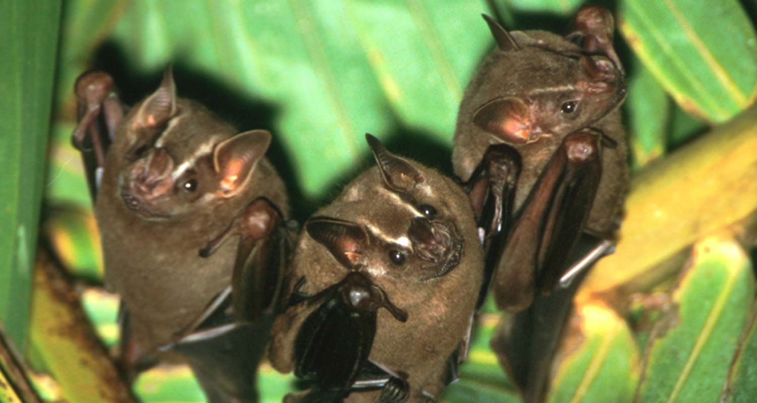 Jamaican fruit eating bats