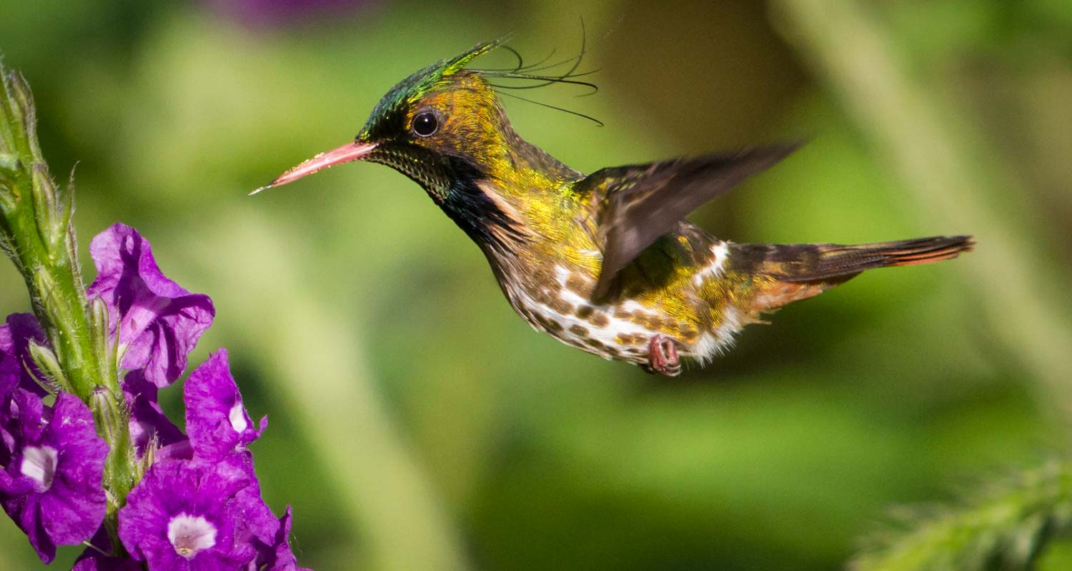 Male Black crested Coquette