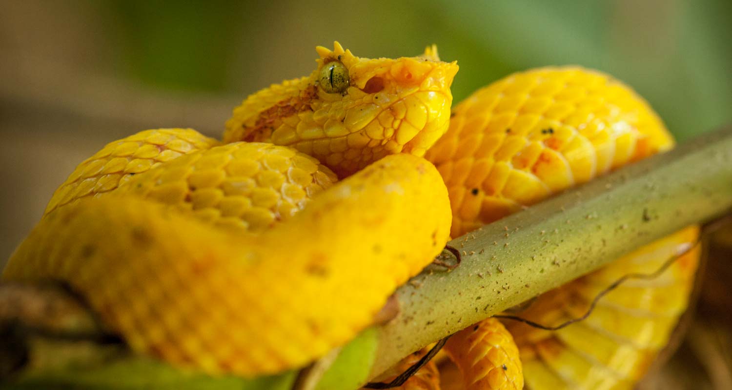 Yellow morph of the Eye lash Viper