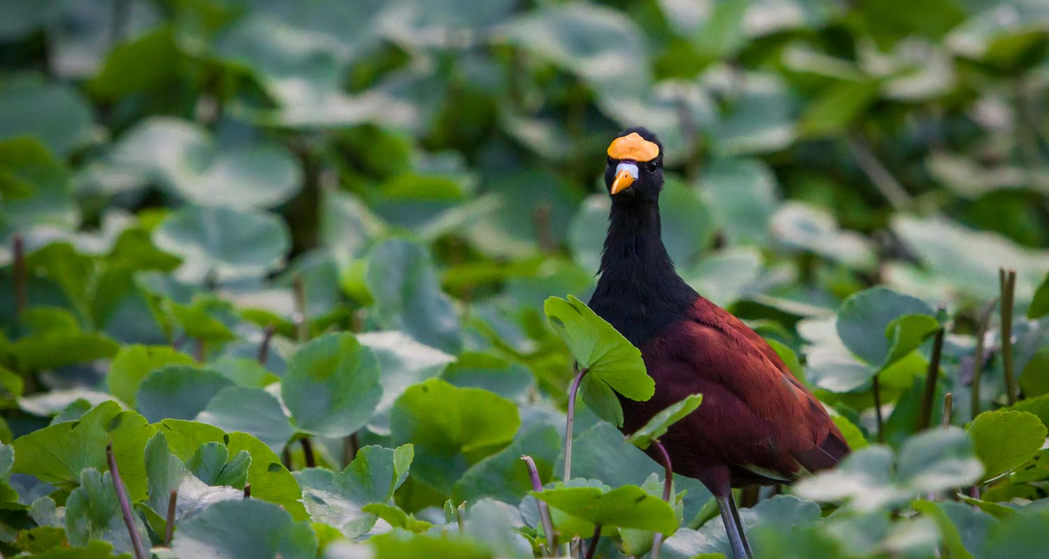 Northern Jacana