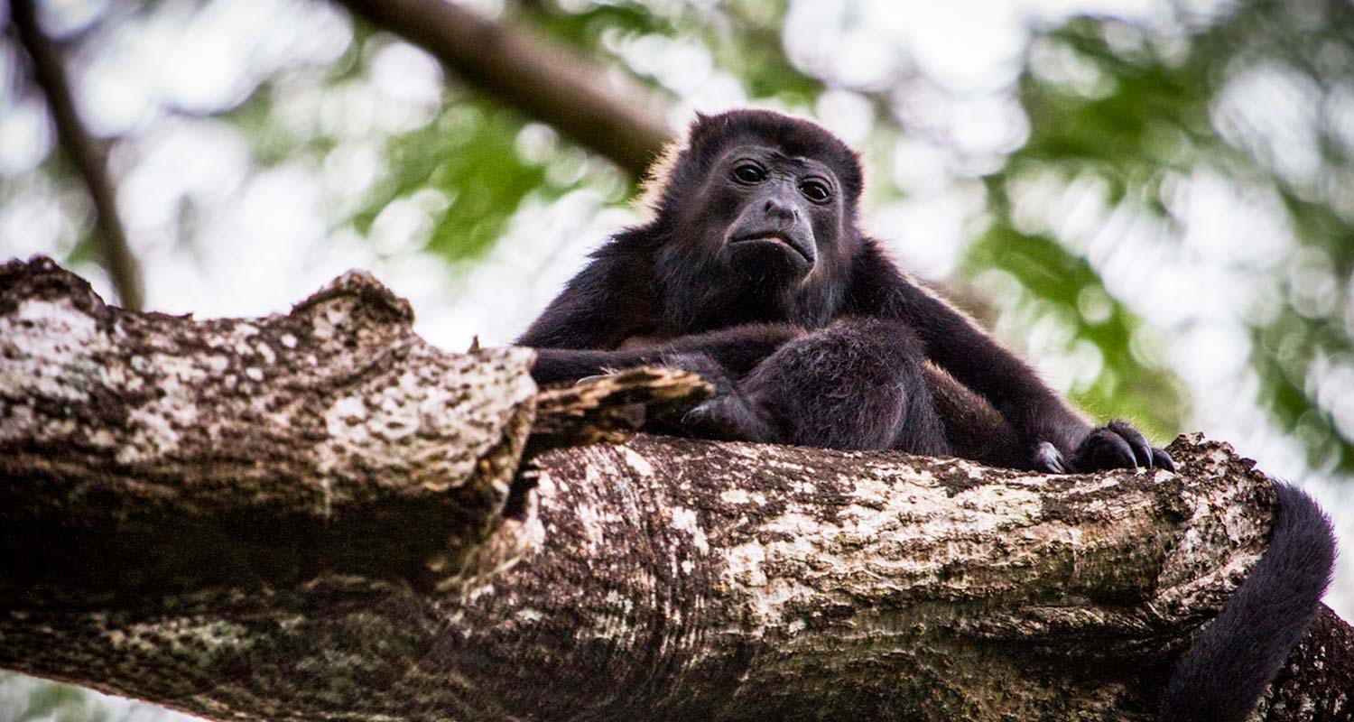 Mantled Howler Monkey