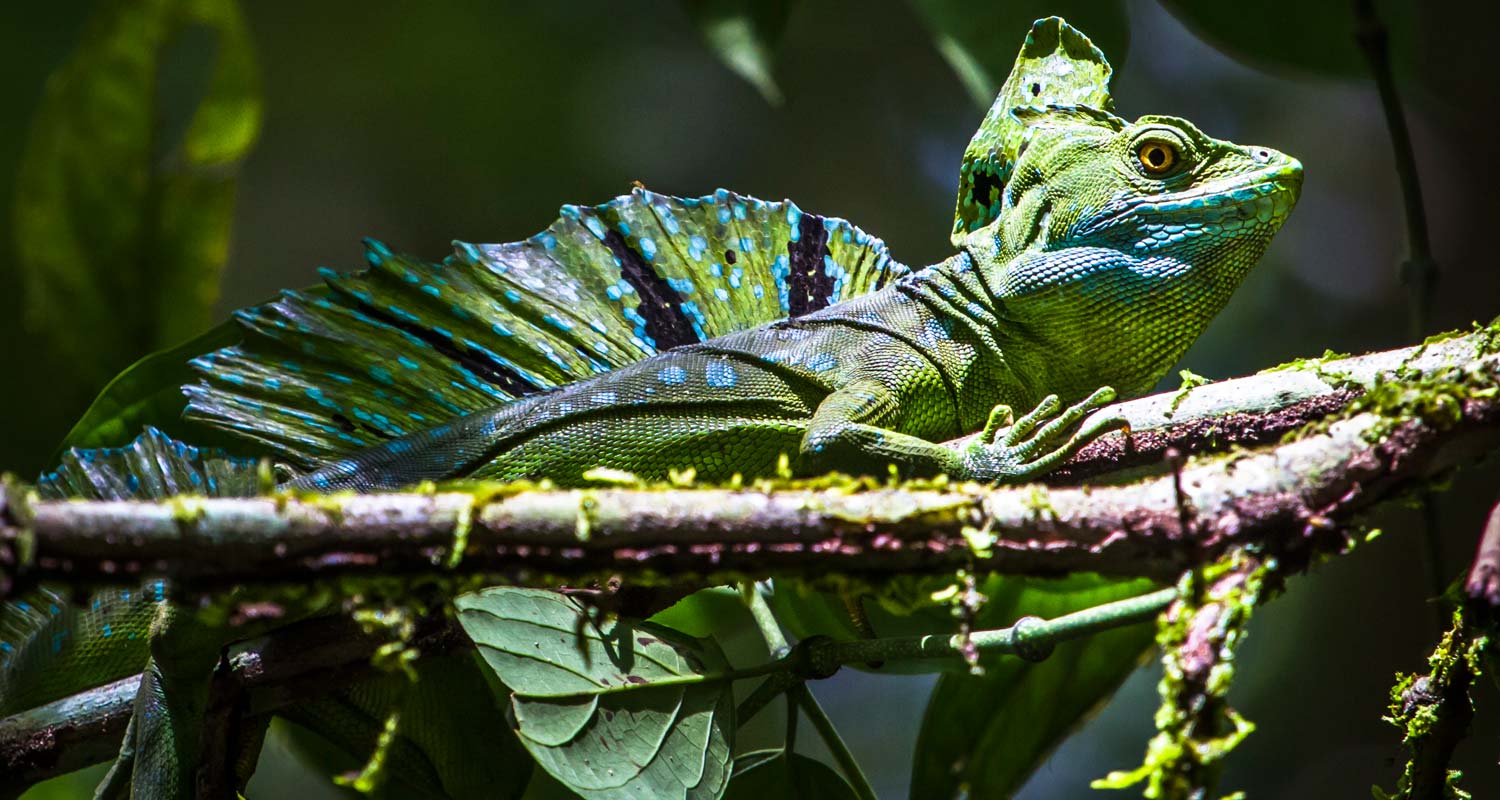 Emerald Basilisk or Double crested Basilisk