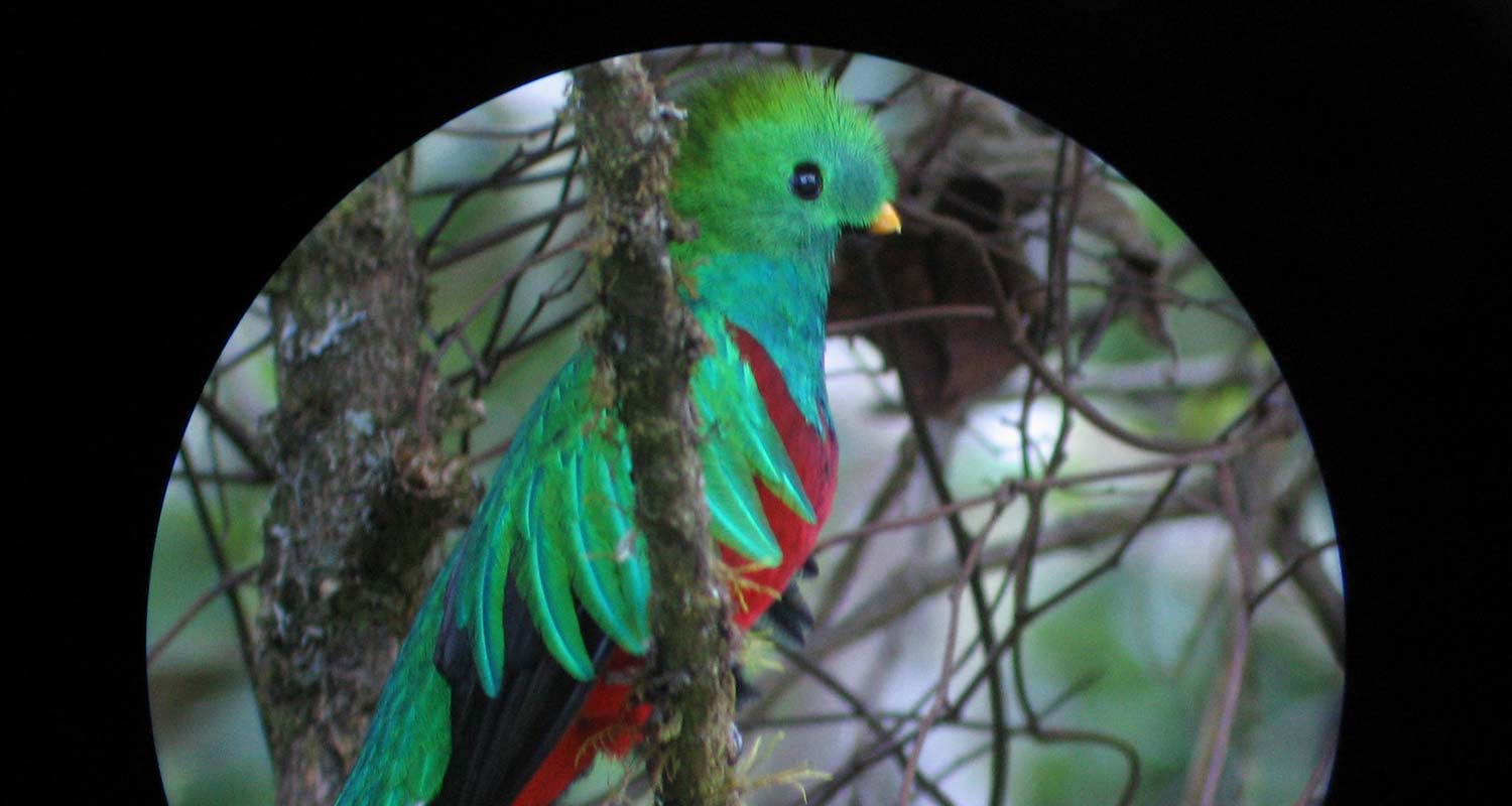 Resplandecent Quetzal